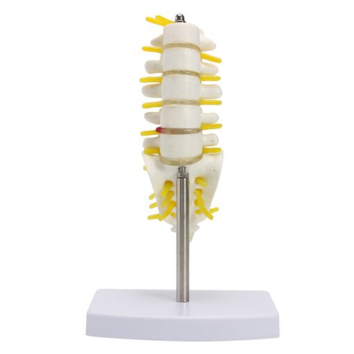Tan Mini Human Lumbar Vertebrae Sacrum Coccyx Anatomy Medical Spine Model 15cm
