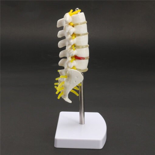 Gray Mini Human Lumbar Vertebrae Sacrum Coccyx Anatomy Medical Spine Model 15cm