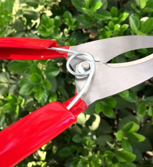 Beige Garden Grafting Cut Tool Kit Fruit Tree Stainless Steel Pruning Shears Scissor