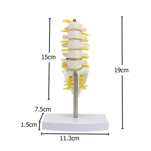 Gray Mini Human Lumbar Vertebrae Sacrum Coccyx Anatomy Medical Spine Model 15cm