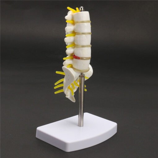 Rosy Brown Mini Human Lumbar Vertebrae Sacrum Coccyx Anatomy Medical Spine Model 15cm